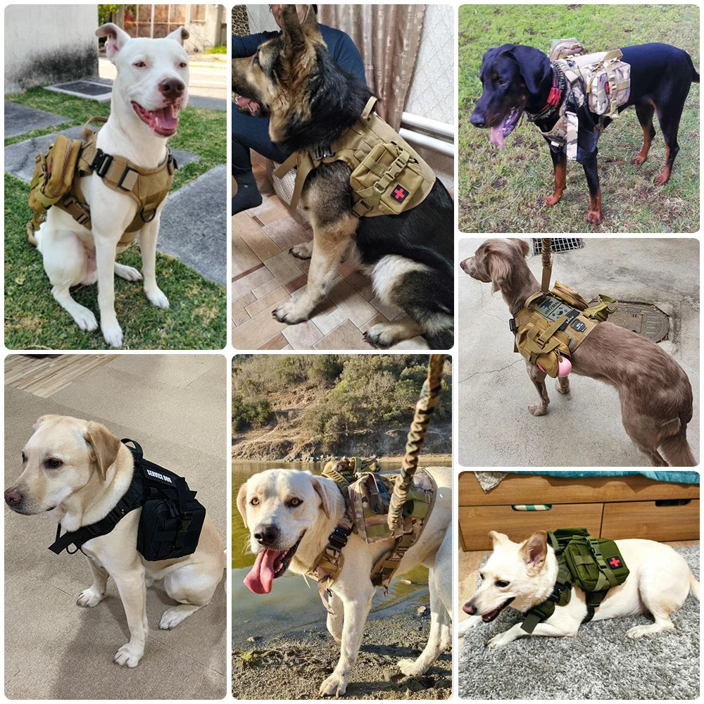 Large Dog Harness + Collar + Leash