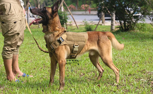 Large Dog Harness + Collar + Leash