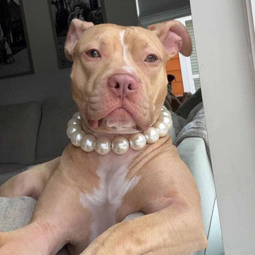 Glamorous Pearl Collars for Dogs