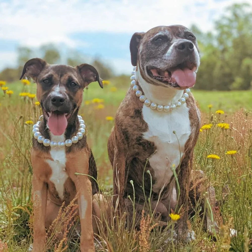 Glamorous Pearl Collars for Dogs